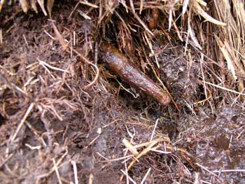 30mm pin protrudes through the peat 30mm pin protrudes through the peat